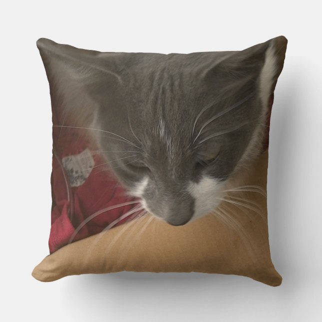 Cat in the Box Throw Pillow (Front)