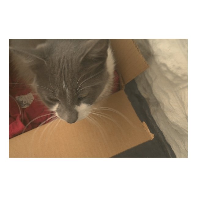 Cat in the Box Wood Wall Art (Front)