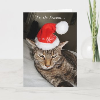 Cat In The Santa Hat Funny Holiday Card by erinphotodesign at Zazzle
