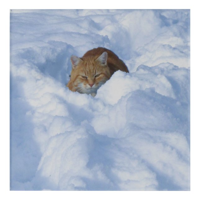 Cat in the snow acrylic print (Front)