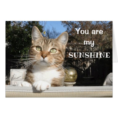 Cat in the sunshine card