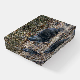 Cat in the Woods Paperweight