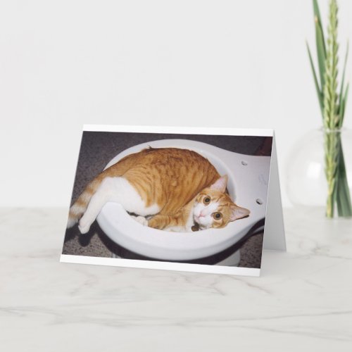 Cat in toilet card
