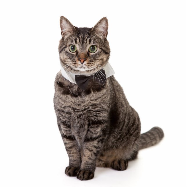 Cat in Tuxedo Cutout (Front)