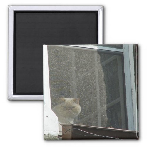 Cat in Window Magnet