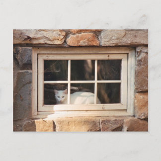Cat in Window Postcard