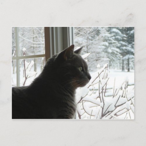 Cat in winter postcard