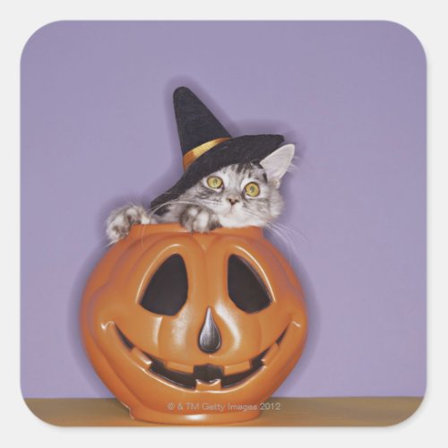 Cat in witch hat inside pumpkin square sticker
