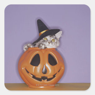 Cat in witch hat inside pumpkin square sticker