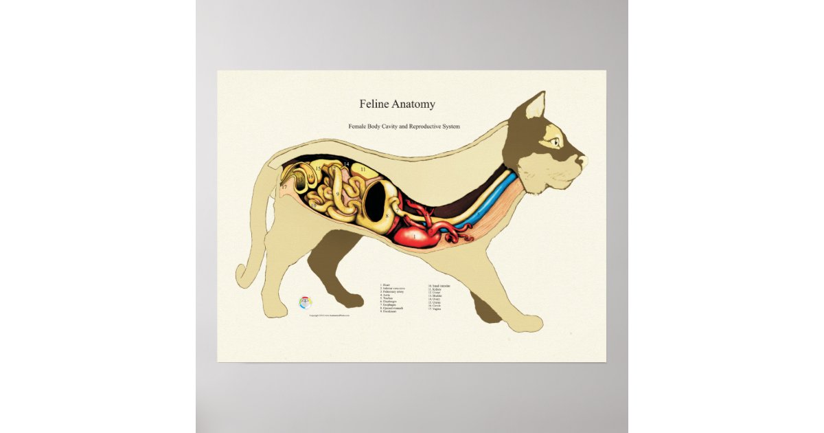 cat reproductive system