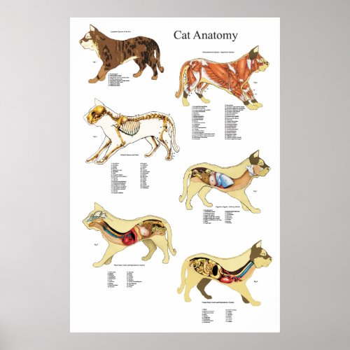 Cat Internal Organ Anatomy Veterinary Chart