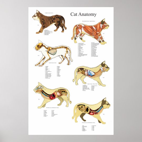 Cat Internal Organ Anatomy Veterinary Chart | Zazzle.com