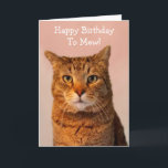 Cat Jokes Funny Birthday Card<br><div class="desc">Classic cat humor with a cute picture of a tiger kitty. Nice laughs for birthday fun. Thanks for looking and hope you enjoy! Photo ©Christine Greenspan</div>