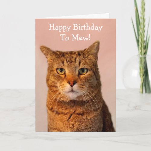 Cat Jokes Funny Birthday Card