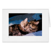 cat kiss (Front Horizontal)