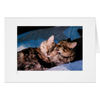 cat kiss cards