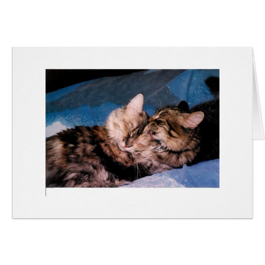 cat kiss cards (Front Horizontal)