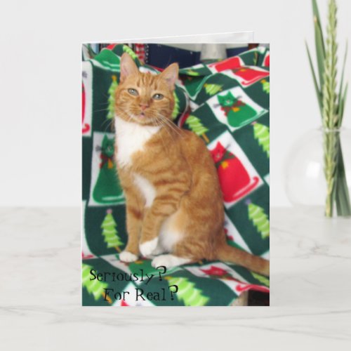 Cat Kitten Christmas Rescue Photo Holiday Card