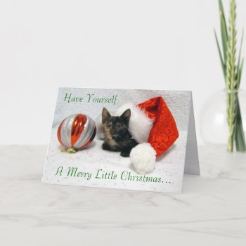 Cat, Kitten, Christmas, Rescue, Photo Holiday Card