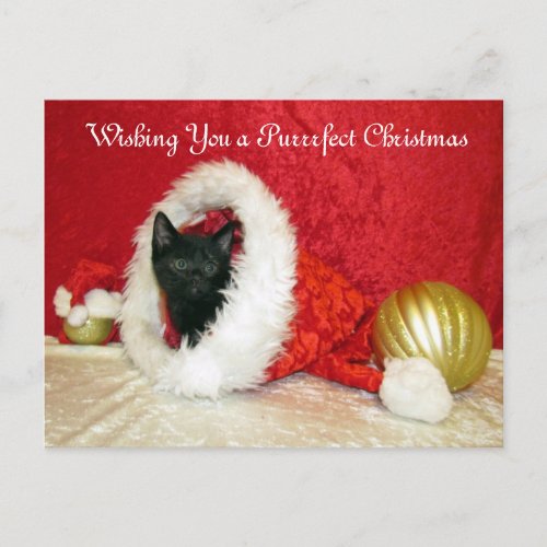 Cat Kitten Christmas Rescue Photo Holiday Postcard