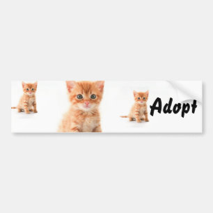 Cat Kitten Dog Adopt Bumper Sticker