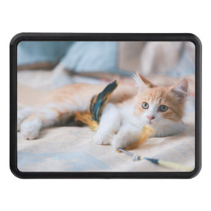 Cat, Kitten, Orange cat Hitch Cover