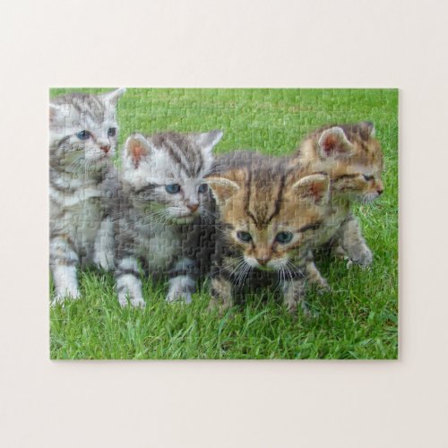 Cat Kitten Photography Animal Pic Cat Photographer Jigsaw Puzzle