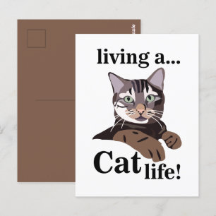 Cat Kitty Funny Postcard