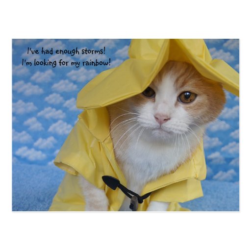 Cat/Kitty in Yellow Slicker Raincoat Postcard | Zazzle