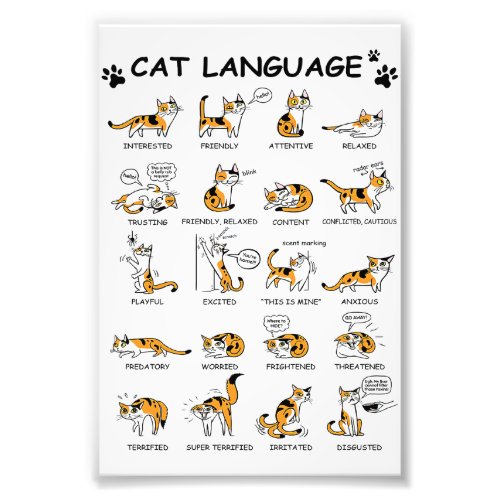 Cat Language Funny Cat Kitten Love Cat Gift Idea Photo Print