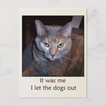 Cat Let The Dogs Out Postcard by Crazy_Card_Lady at Zazzle