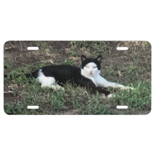 Cat License Plate