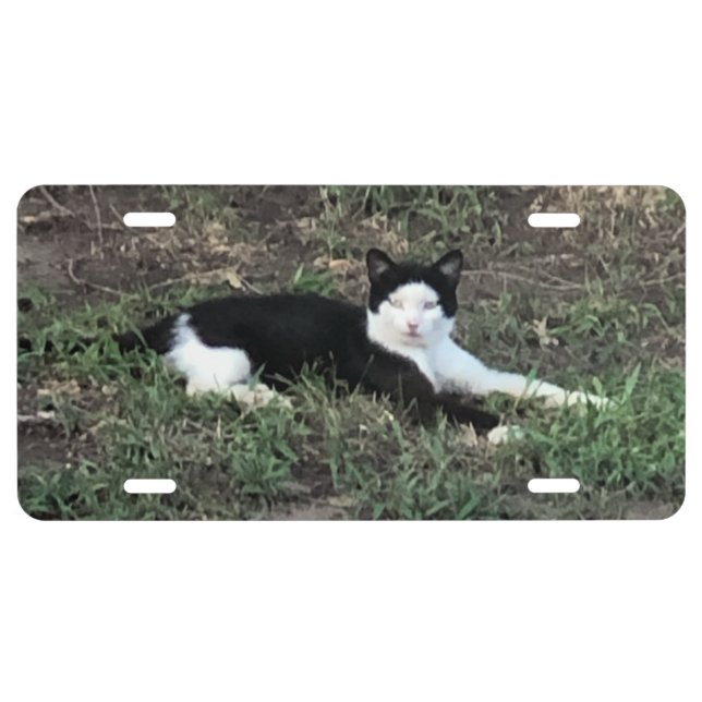 Cat License Plate (Front)