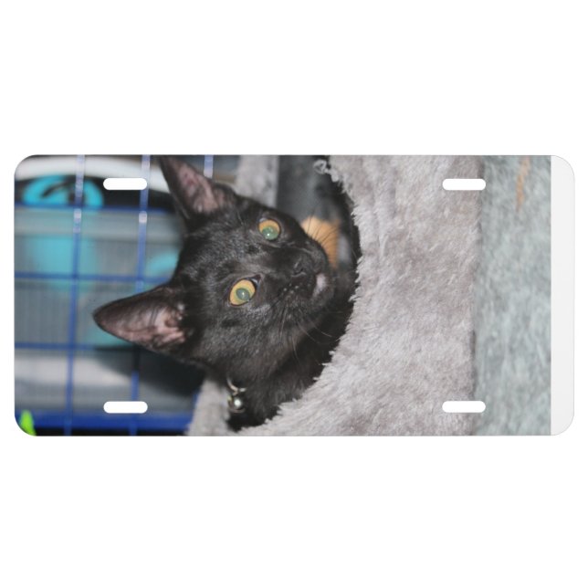 Cat License Plate (Front)