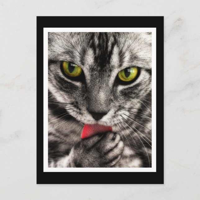 Cat Lick Postcard (Front)