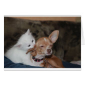 Cat licking Dog (Front Horizontal)