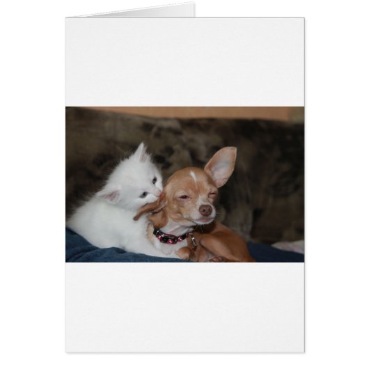 Cat licking Dog Cards (Front)