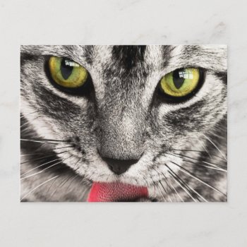 Cat Look Postcard by Argos_Photography at Zazzle