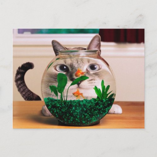 Cat looking at fish in aquarium postcard