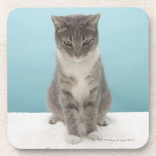 Cat looking at toy mouse on rug coaster
