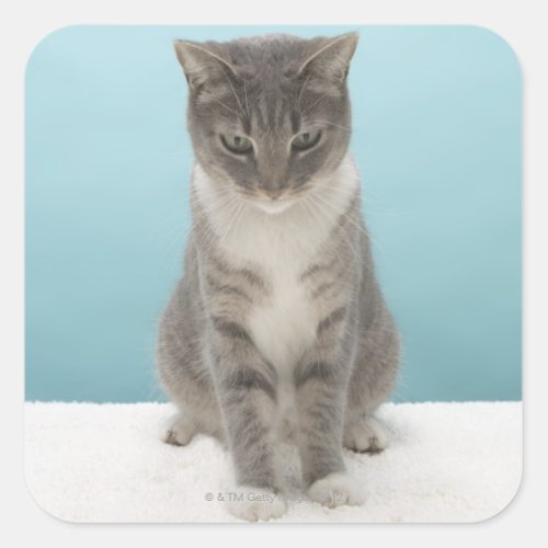 Cat looking at toy mouse on rug square sticker
