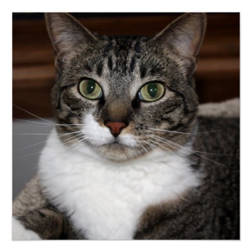 Cat Looking at YouPet Tabby Cat Face Photo Poster