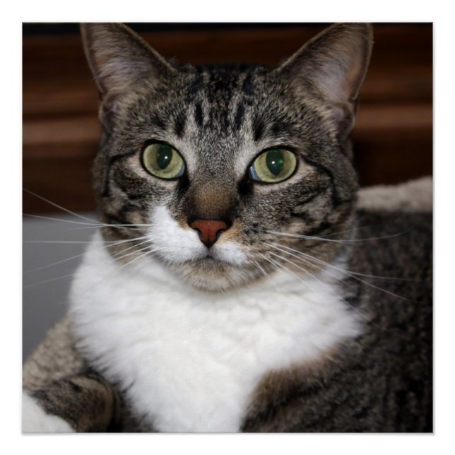 Cat Looking at You/Pet Tabby Cat Face Photo Poster (Front)