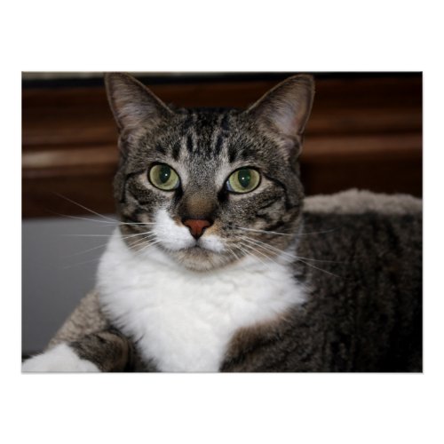 Cat Looking at YouPet Tabby Cat Face Photo v2 Poster