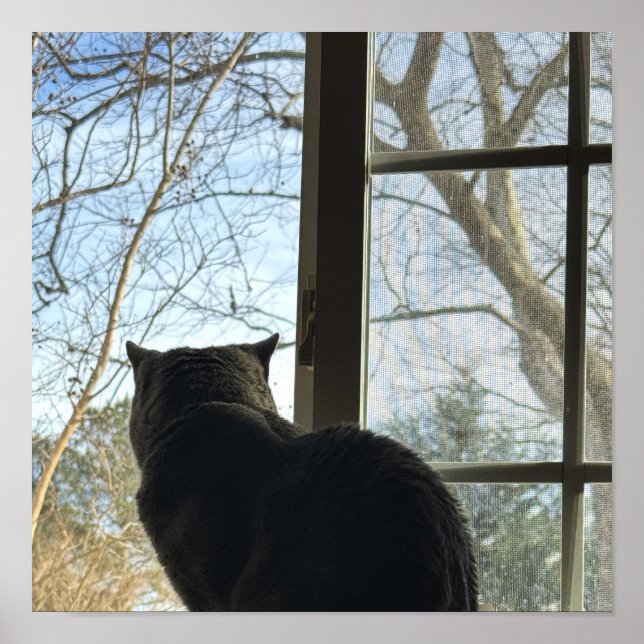 Cat Looking Out Window Poster (Front)