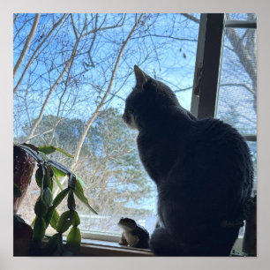 Cat Looking Out Window Poster