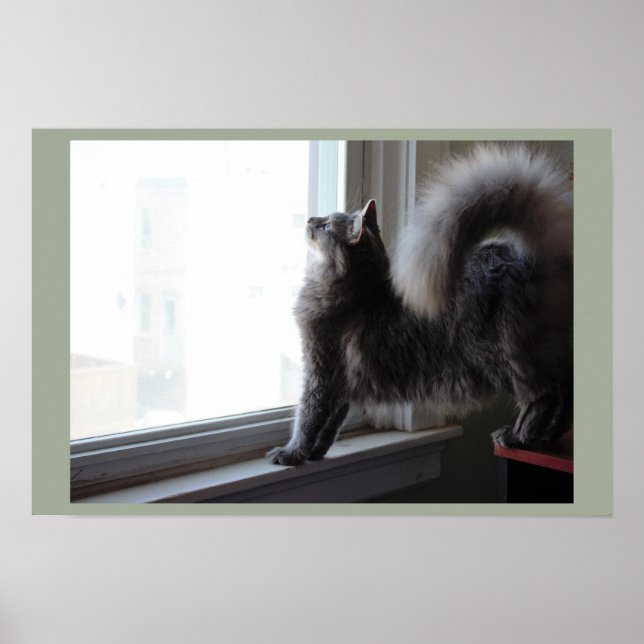 Cat Looking Out Window Poster (Front)