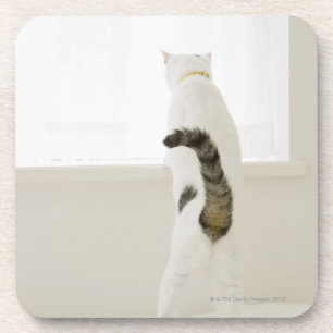 Cat looking out window, rear view drink coaster