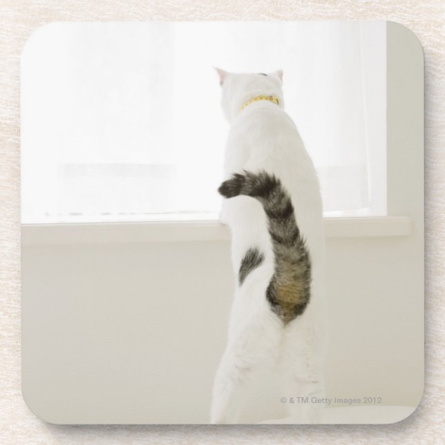 Cat looking out window, rear view drink coaster (Front)