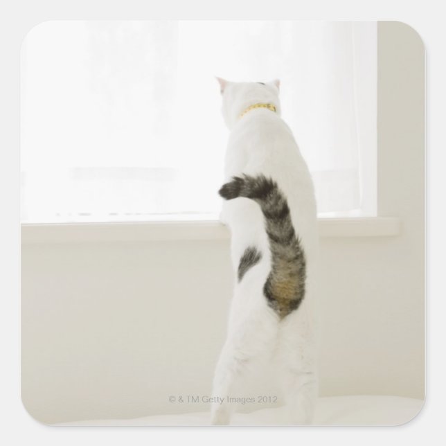 Cat looking out window, rear view square sticker (Front)